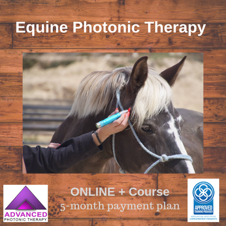 Equine C + course. 5 month Payment plan