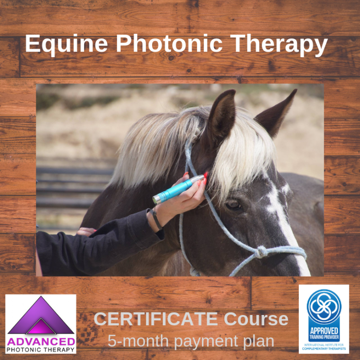 Equine Certificate Course 2019 with payment plan