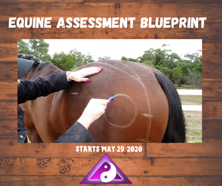 Equine Assessment Blueprint REDO