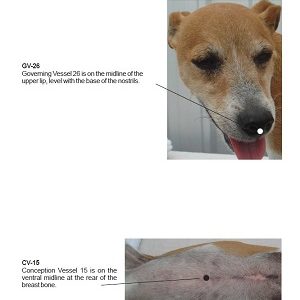 Fear&Anxiety Booklet FREE