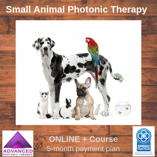 Small Animals Online + 5 month Payment plan