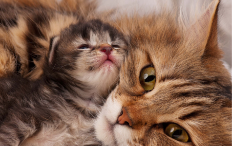 Feline Info Pack
