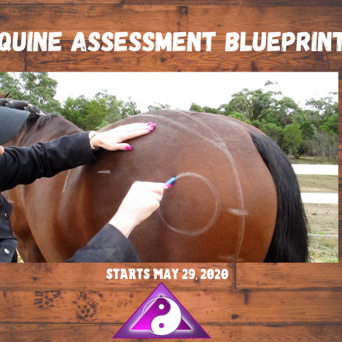 Equine Assessment Blueprint REDO