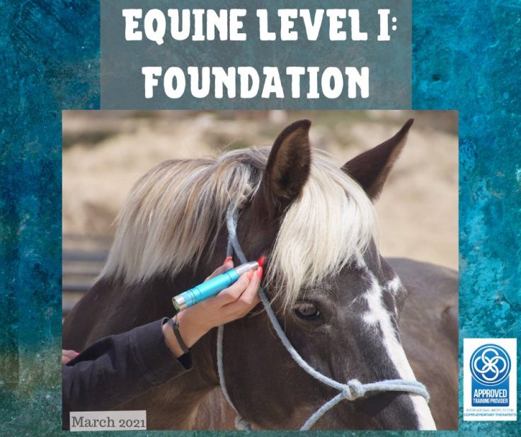 Equine Level I: Foundation