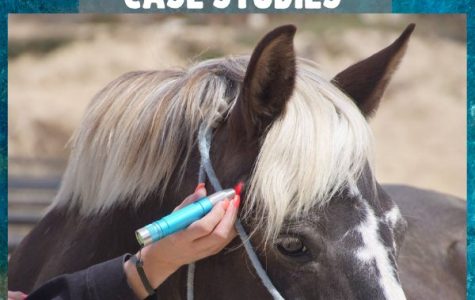 Level II Equine: Case Studies